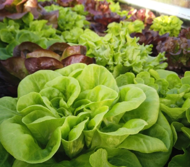 Home programs farms